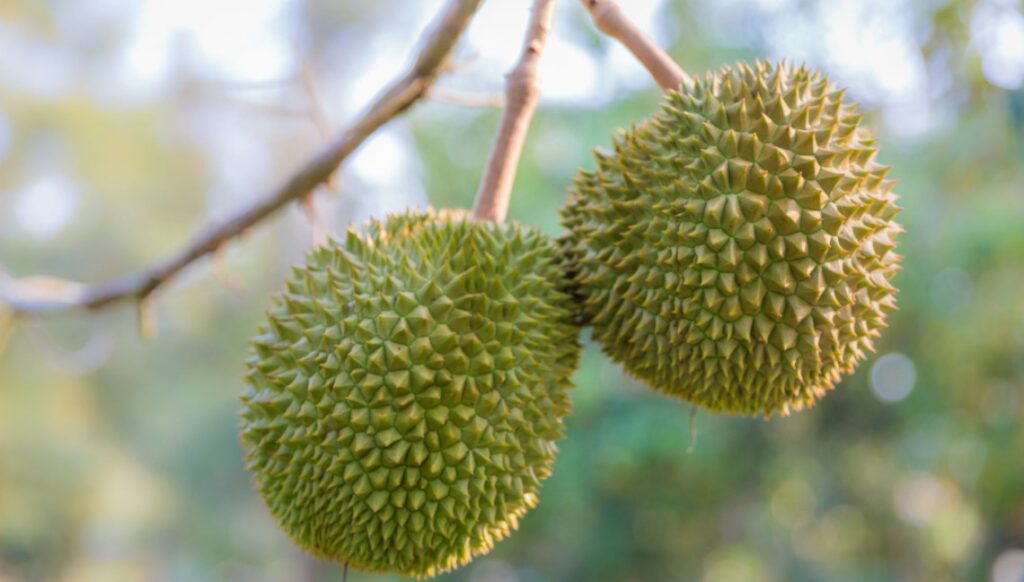 Durian tips pilih 10 Panduan